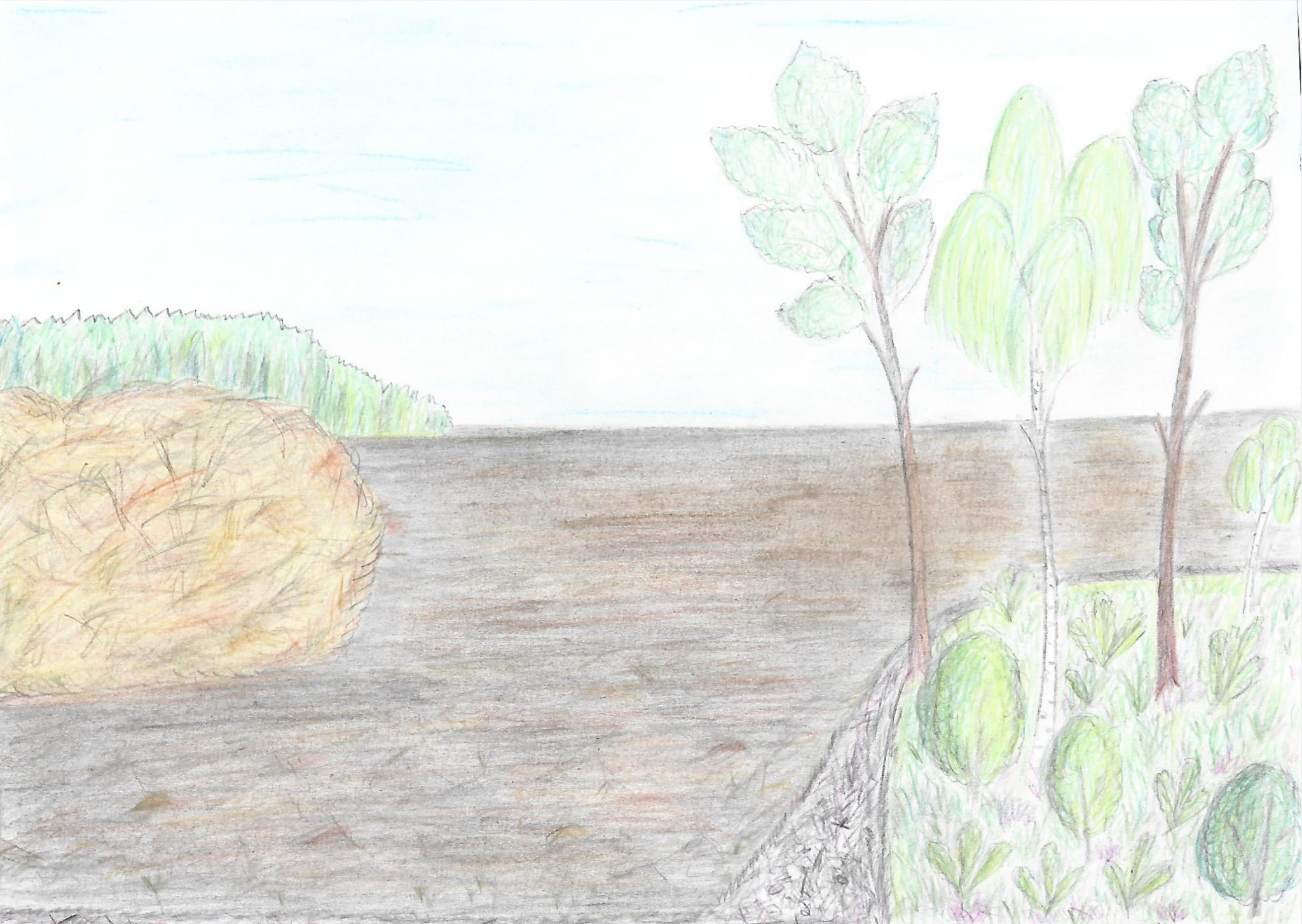 image from Der kleine Wald