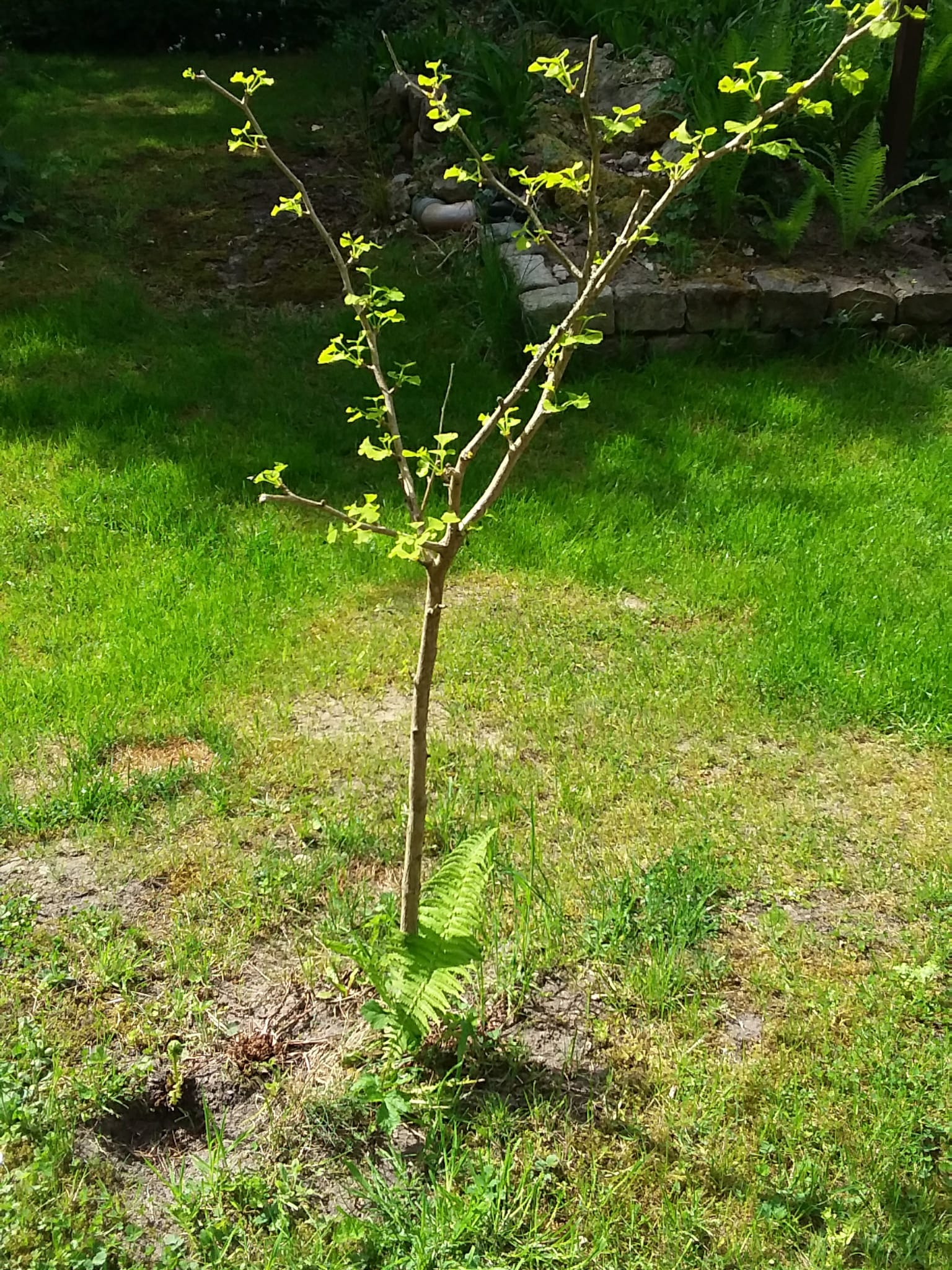 Gingkobaum