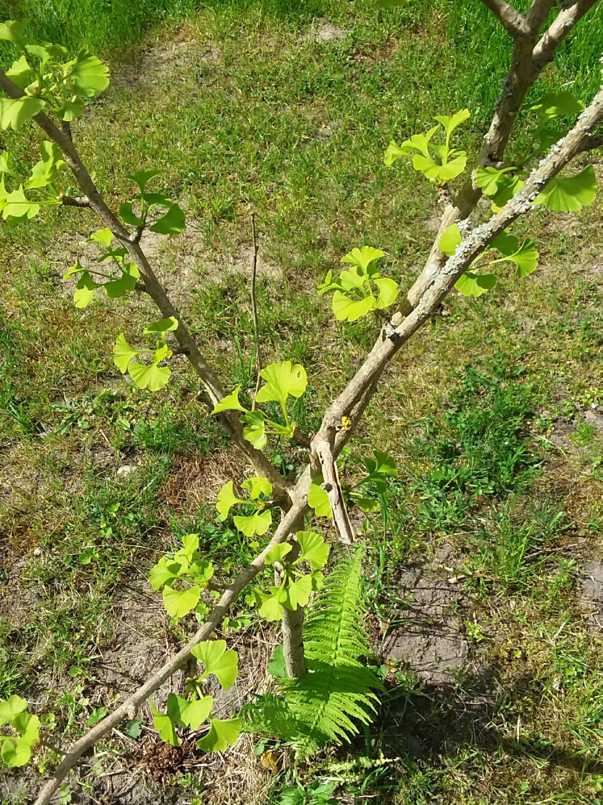 Gingkobaum