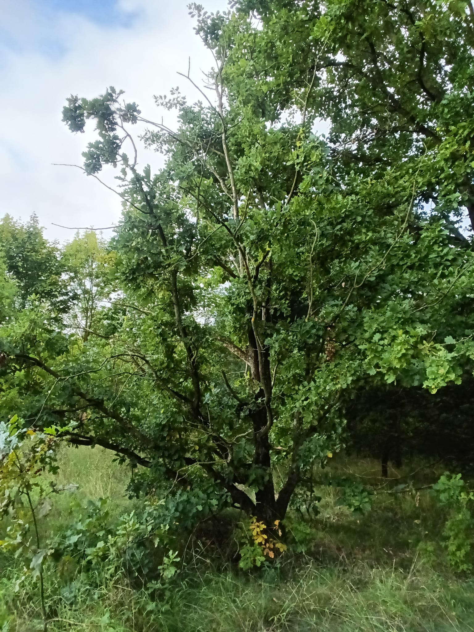 Baum